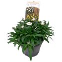 Bild von EJ Bracteantha P19 White